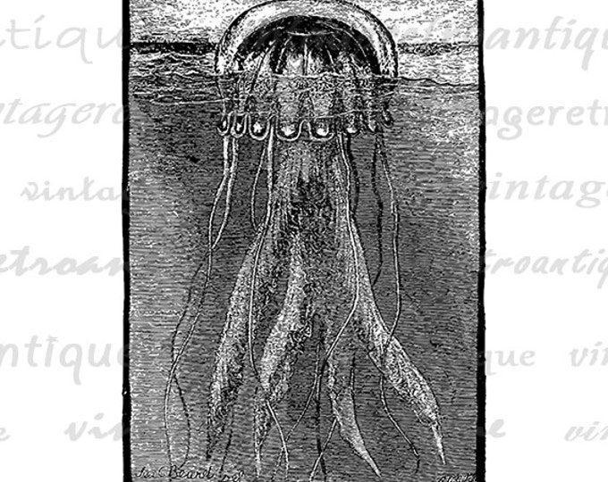 Jellyfish Graphic Printable Digital Ocean Sea Image Illustration Download Vintage Clip Art Jpg Png Eps HQ 300dpi No.3211