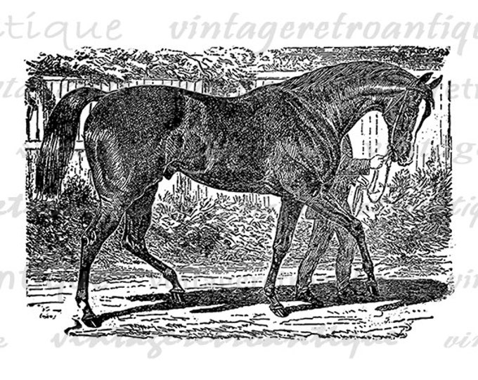 Digital Horse Antique Image Printable Download Graphic Illustration Vintage Clip Art Jpg Png Eps 18x18 HQ 300dpi No.2666