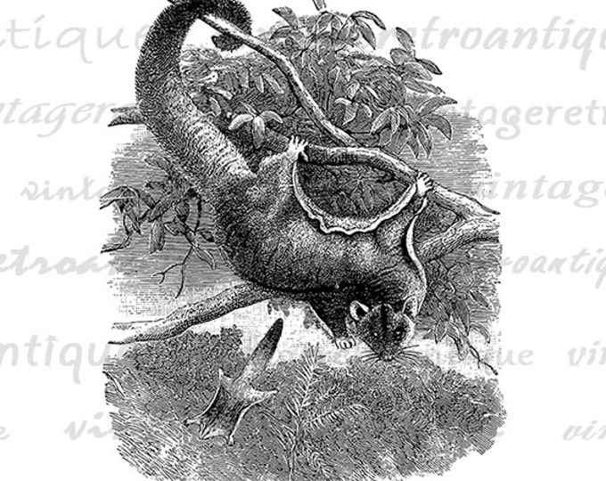 Sugar Glider Flying Squirrel Image Digital Printable Download Antique Illustration Graphic Vintage Clip Art Jpg Png HQ 300dpi No.2766