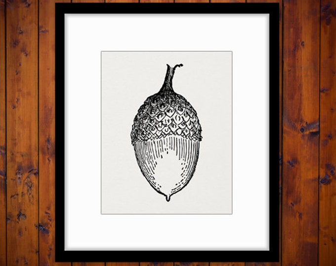 Printable Digital Acorn Graphic Rustic Nature Artwork Acorn Image Tree Nut Acorn Download for Transfers T-Shirts Pillows HQ 300dpi No.4661