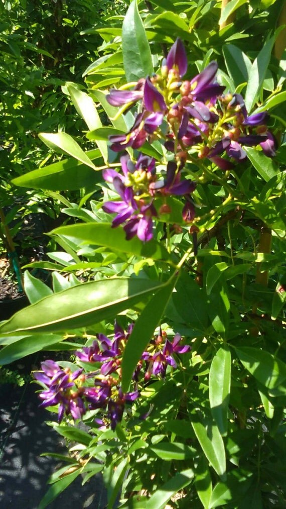 Evergreen Wisteria Purple Flower Plants 5 Gal. Tree Plant