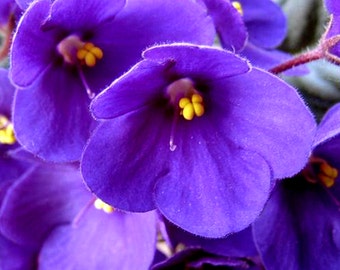 FRESH VIOLETS Scented Potpourri x 20gms Extra Strong - Free Shipping