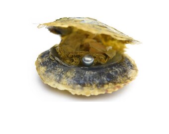 Oyster Pearl, BULK WHOLESALE, oyster, pearl oysters, wish pearl, oyster in pearl