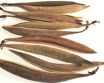 10 Trumpet Vine Pods