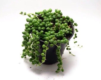 String of Pearls - Senecio rowleyanus
