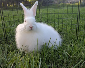 German rabbit | Etsy
