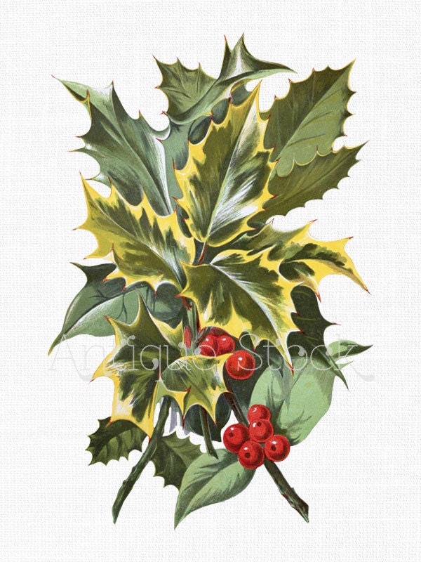 Vintage Winterberry Clip Art ‘Garden Hollies’