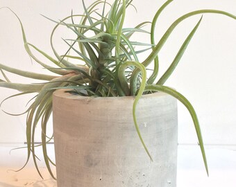 Cylinder Concrete Planter