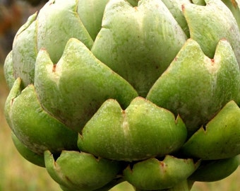 Artichoke Seeds- Green Globe- Heirloom- 20+ Seeds