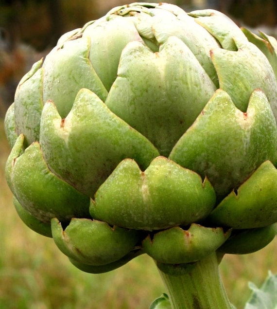 Artichoke Seeds Green Globe Heirloom 20 Seeds