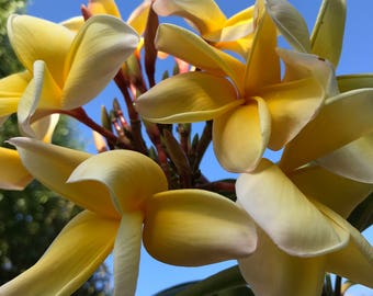 Hawaiian Yellow Melemele Plumeria Frangipani Plant Cutting