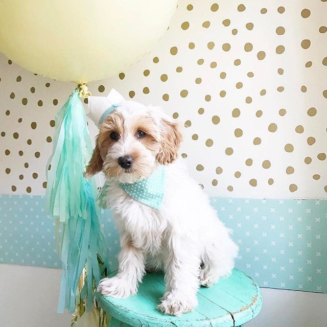 dog bow ties and bandanas handmade in the UK by DogandBeau on Etsy