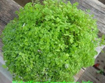 Baby Tears Live Plants Groundcover Plants