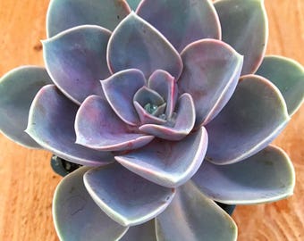 Succulent Plant - Echeveria "Perle Von Nurnberg"