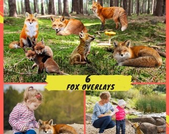 ON SALE, 6 Red Fox PNG Overlays, Animal Photoshop Overlays, Animals Clip Art, Nature Photo, Mammal Fox Clipart High resolution Overlays