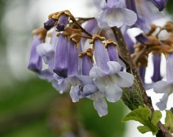 Paulownia 1000 Samen/Seeds -Paulownia Tomentosa-