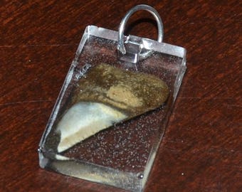 Shark Tooth in Resin Necklace Pendant