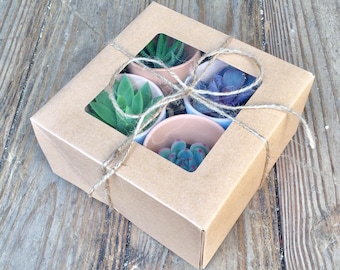 Succulent gift box- perfect for birthdays father's day ect.
