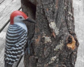 Ark Workshop Red Headed Red Bellied Woodpecker Cedar House