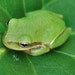 limefrog