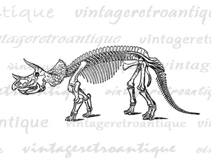 Printable Dinosaur Digital Image Graphic Triceratops Dinosaur Skeleton Download Antique Vintage Clip Art Jpg Png Eps HQ 300dpi No.2716