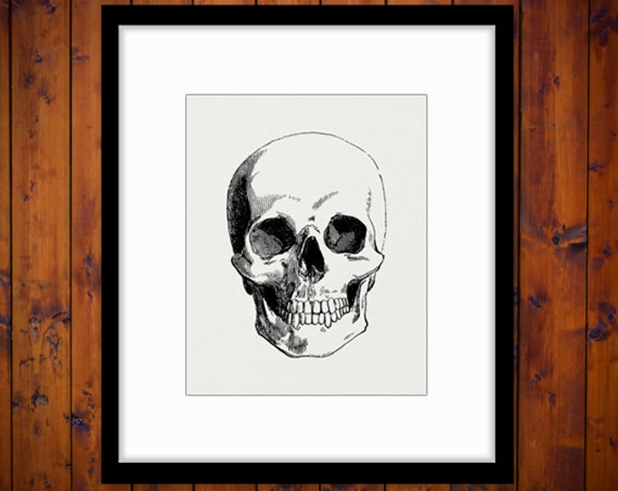 Digital Skull Image Download Graphic Skull Printable Illustration Antique Clip Art Jpg Png Eps HQ 300dpi No.2347