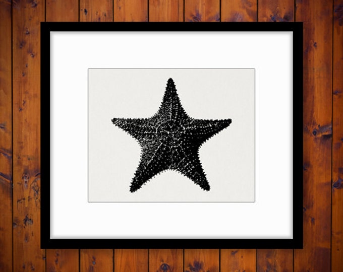 Starfish Printable Digital Image Illustration Graphic Ocean Sea Download Antique Clip Art Jpg Png Eps HQ 300dpi No.3251