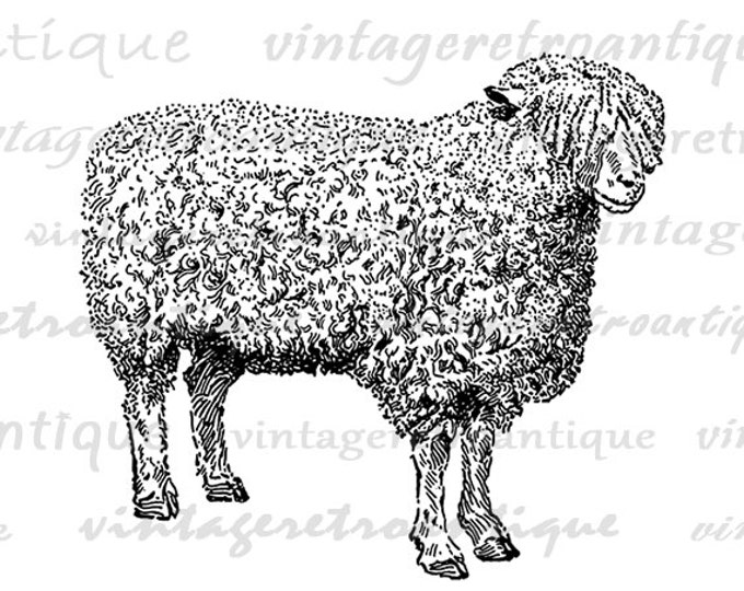 Printable Digital Sheep Graphic Cute Farm Animal Download Cotswold Ewe Sheep Image Illustration Vintage Clip Art HQ 300dpi No.3479