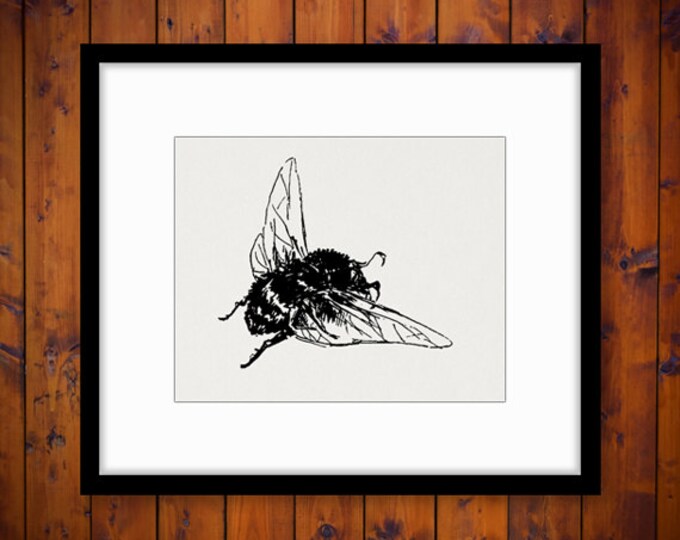 Bumblebee Printable Image Graphic Antique Bee Download Illustration Digital Vintage Clip Art Jpg Png Eps HQ 300dpi No.1792