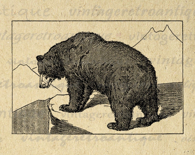 Grizzly Bear Illustration Printable Image Graphic Download Digital Vintage Clip Art Jpg Png Eps HQ 300dpi No.2633