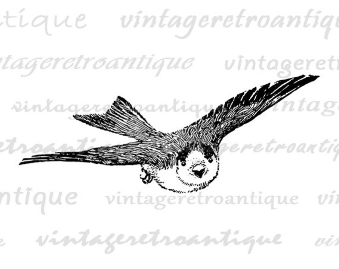 Digital Image Cute Bird Printable Graphic Download Illustration Vintage Clip Art Jpg Png Eps HQ 300dpi No.2161