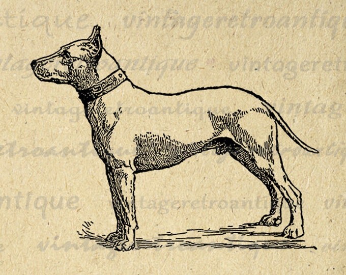 Printable Graphic Bull Terrier Dog Digital Illustration Image Download Antique Clip Art Jpg Png Eps HQ 300dpi No.3149