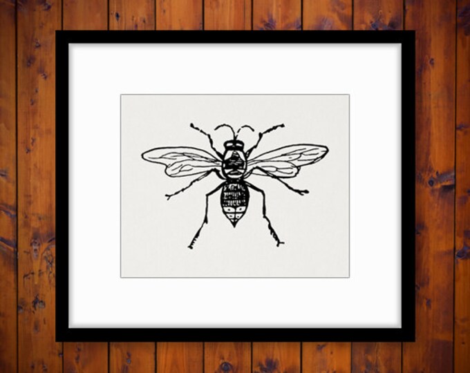 Digital Printable Bee Graphic Insect Download Illustration Image Vintage Clip Art Jpg Png Eps HQ 300dpi No.3526