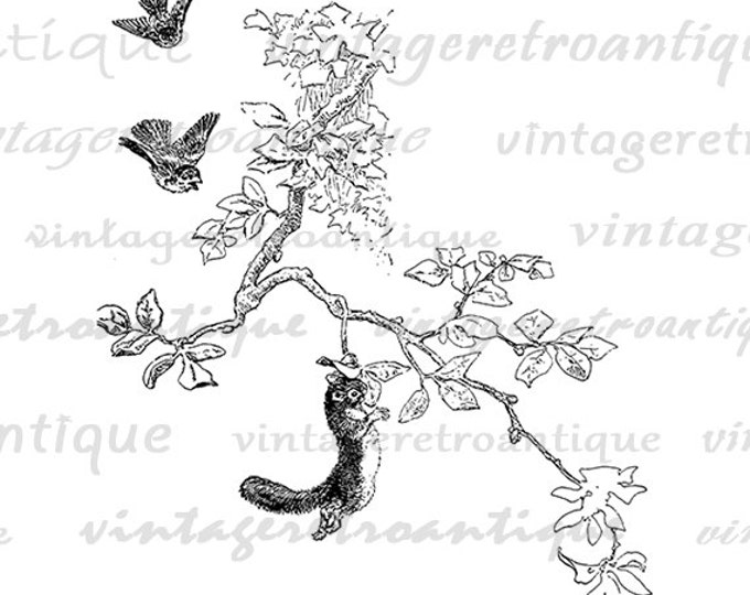 Printable Squirrel and Birds Digital Download Graphic Image Antique Clip Art Jpg Png Eps HQ 300dpi No.560