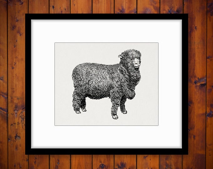 Digital Merino Sheep Image Printable Cute Lamb Animal Graphic Download Vintage Clip Art Jpg Png Eps HQ 300dpi No.3523