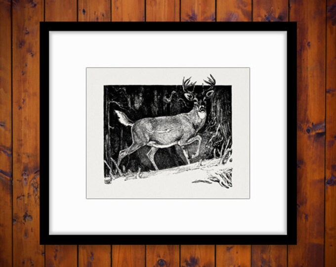 Printable Graphic Deer Buck Image Illustration Digital Download Antique Clip Art Jpg Png Eps HQ 300dpi No.3253