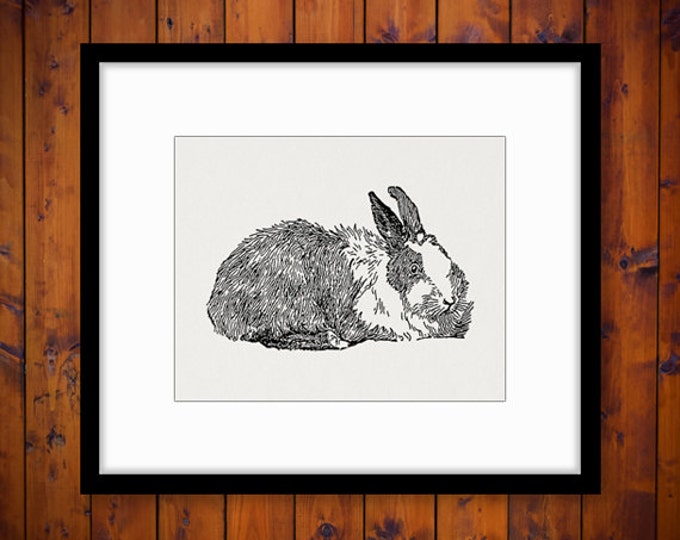 Digital Angora Rabbit Printable Download Bunny Illustration Graphic Image Vintage Clip Art Jpg Png Eps HQ 300dpi No.3108