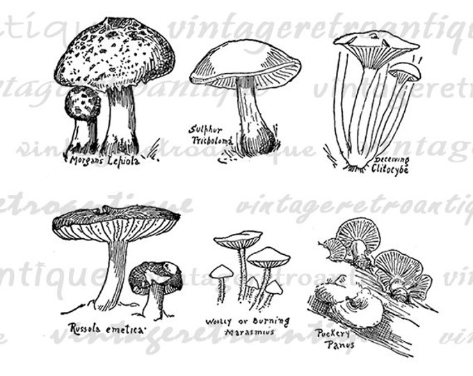 Mushroom Collage Sheet Image Printable Download Mushrooms Graphic Digital Vintage Clip Art Jpg Png Eps HQ 300dpi No.968