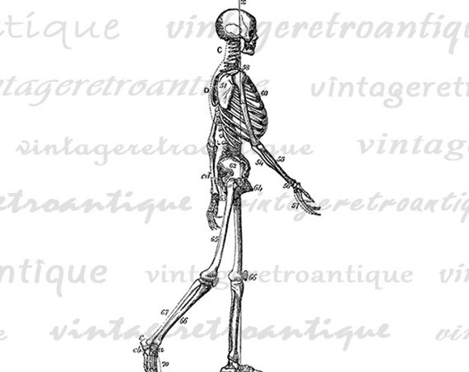 Skeleton Diagram Image Digital Download Graphic Printable Artwork Vintage Clip Art Jpg Png Eps HQ 300dpi No.2267