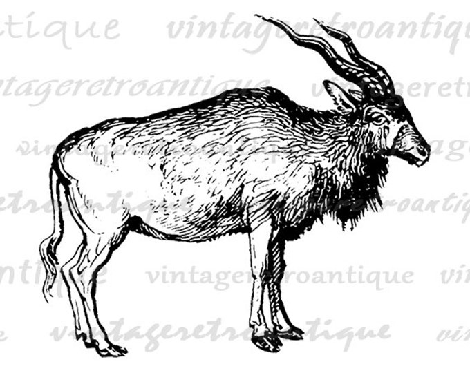 Addax Antelope Graphic Printable Image Animal Artwork Download Digital Antique Clip Art Jpg Png Eps HQ 300dpi No.566