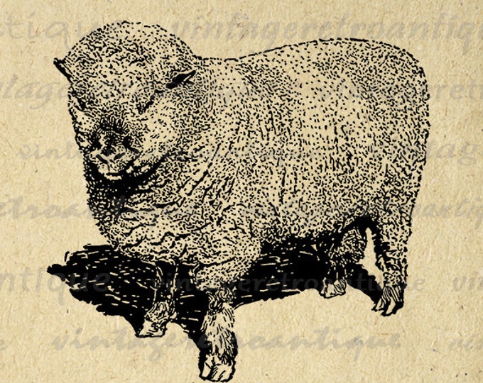 Digital Printable Shropshire Ram Sheep Image Cute Animal Graphic Download Vintage Clip Art Jpg Png Eps HQ 300dpi No.3557