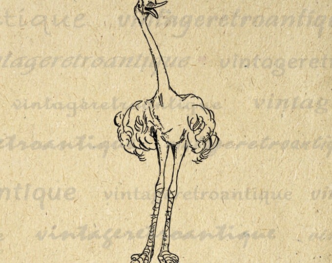 Digital Image Friendly Ostrich Printable Graphic Cartoon Bird Illustration Download Antique Clip Art Jpg Png Eps HQ 300dpi No.2862