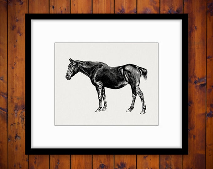 Printable Horse Graphic Image Antique Horse Digital Download Vintage Clip Art Jpg Png Eps HQ 300dpi No.660