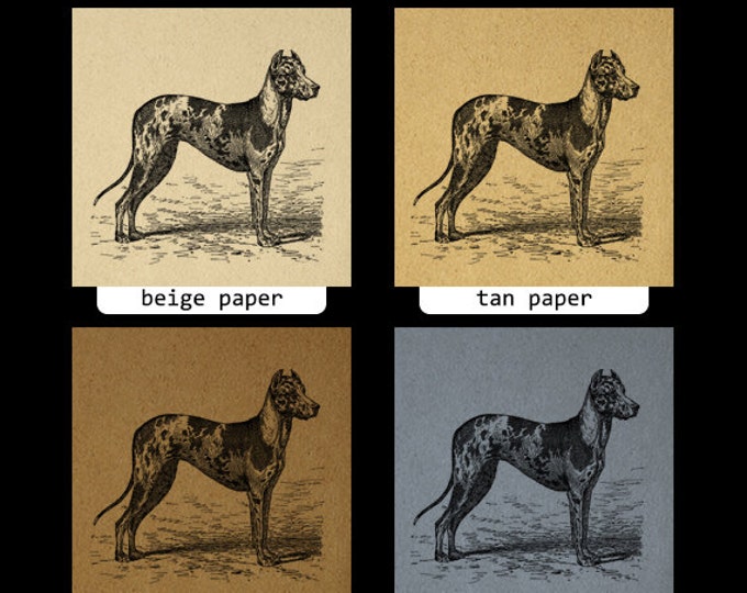 Digital Image Antique Dog Illustration Printable Dog Download Graphic Vintage Clip Art Jpg Png Eps HQ 300dpi No.4283