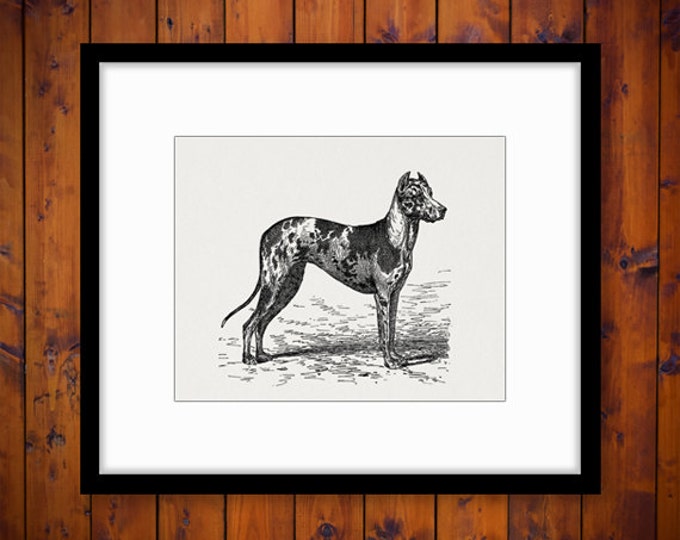 Digital Image Antique Dog Illustration Printable Dog Download Graphic Vintage Clip Art Jpg Png Eps HQ 300dpi No.4283