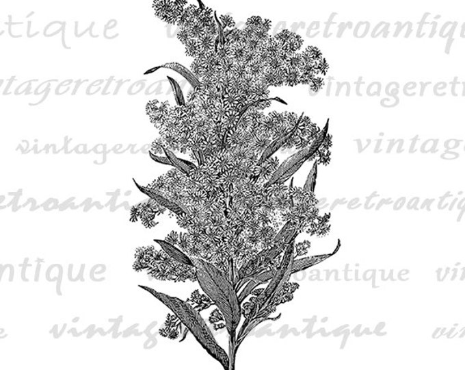 Goldenrod Flowers Flower Image Graphic Digital Download Printable Vintage Clip Art Jpg Png Eps HQ 300dpi No.2813