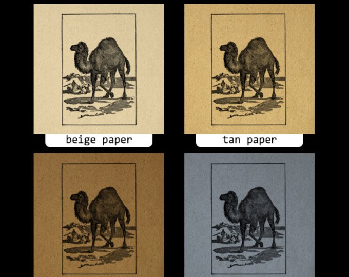 Antique Camel Graphic Printable Download Digital Camel Illustration Image Vintage Clip Art Jpg Png Eps HQ 300dpi No.2565