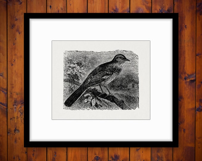 Printable Image Mocking Bird Digital Graphic Download Illustration Vintage Clip Art Jpg Png Eps HQ 300dpi No.2638