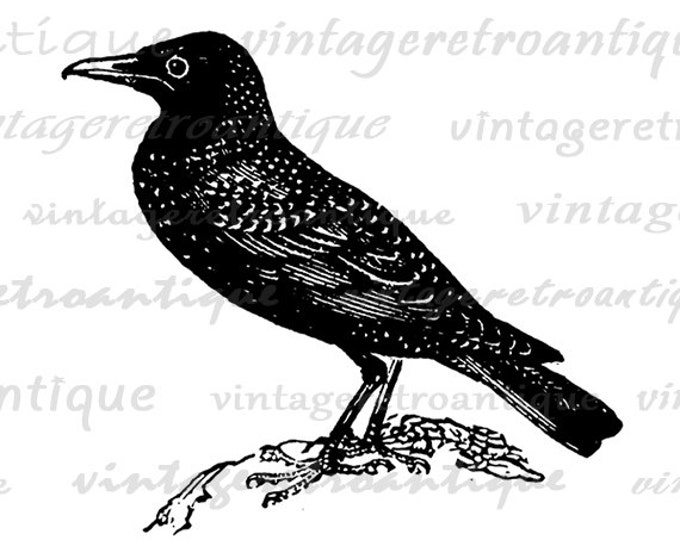 Printable Image Starling Bird Graphic Digital Bird Illustration Download Antique Clip Art Jpg Png Eps HQ 300dpi No.2717