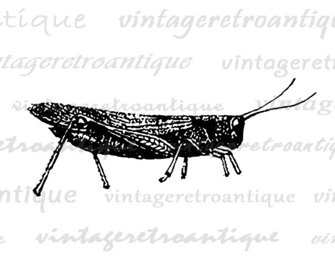 Digital Printable Grasshopper Download Antique Grasshopper Graphic Insect Image for Transfers Tote Bags Tea Towels etc HQ 300dpi No.4642